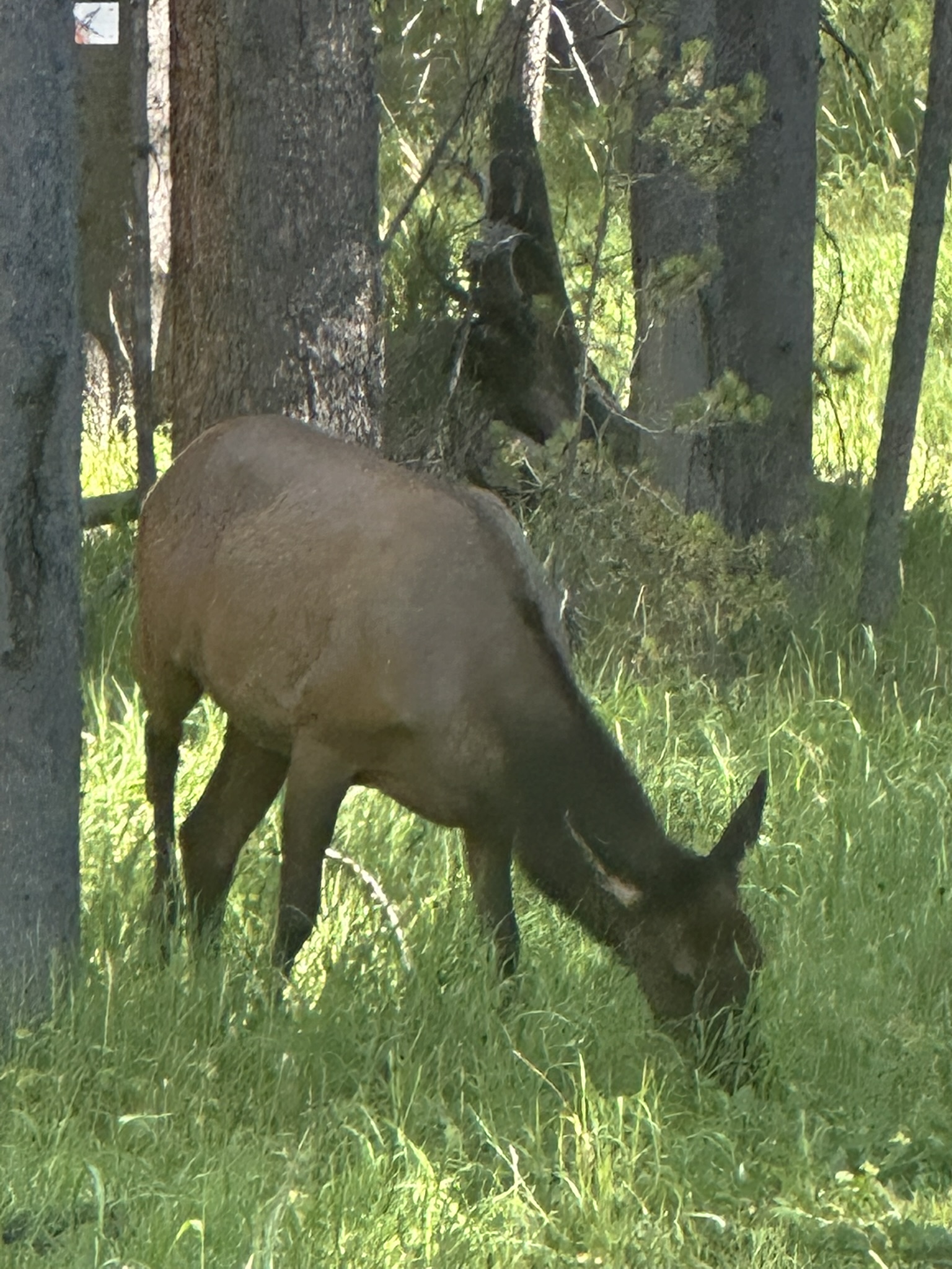 Yellowstone And Grand Teton National Parks - Image 1471